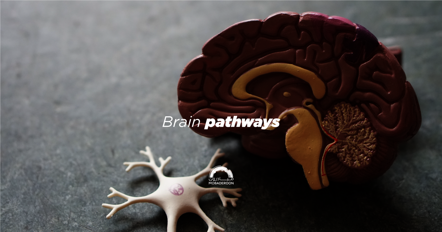 Brain pathways